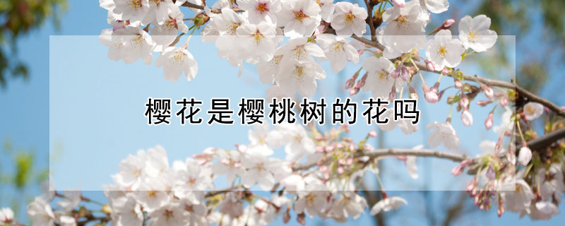 櫻花是櫻桃樹的花嗎