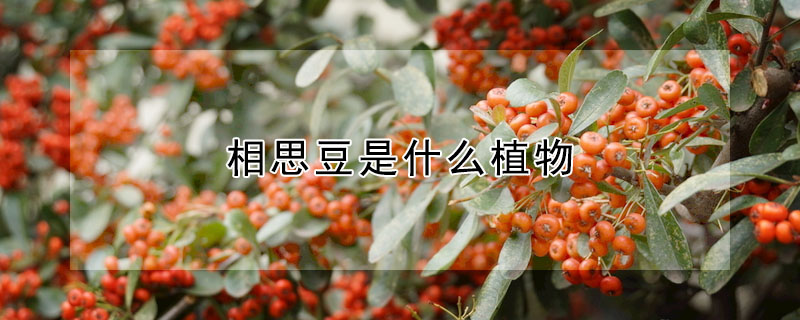 相思豆是什么植物