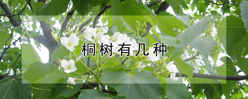 桐樹有幾種