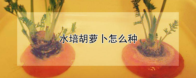 水培胡蘿卜怎么種