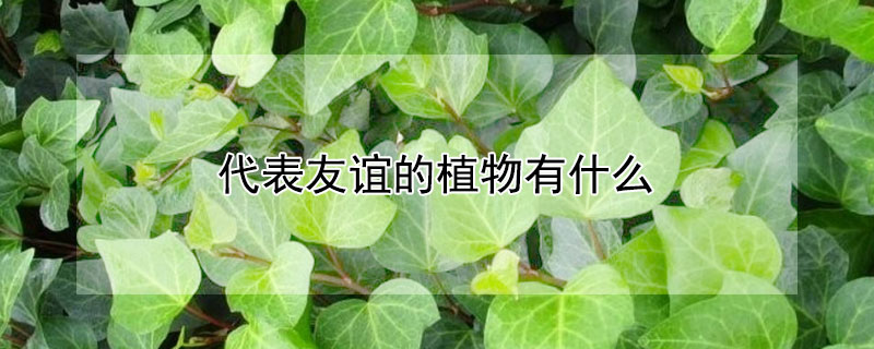 代表友誼的植物有什么