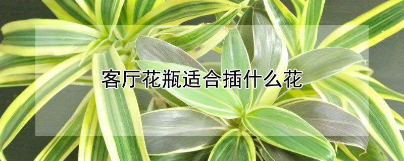 客廳花瓶適合插什么花