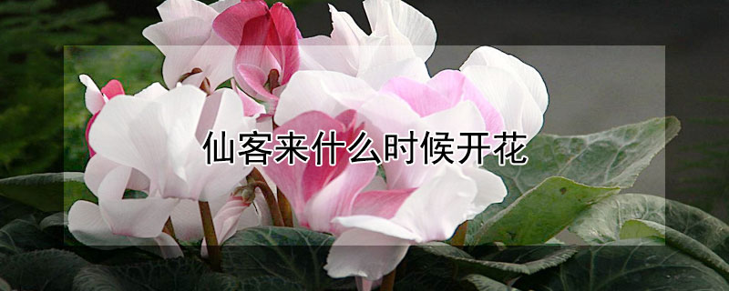 仙客來什么時候開花