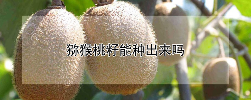 獼猴桃籽能種出來嗎