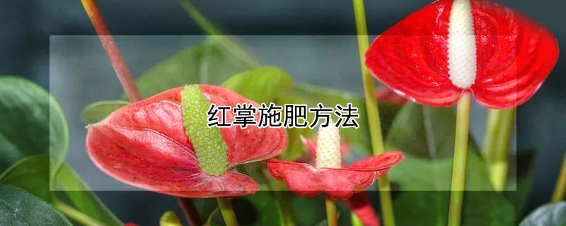 紅掌施肥方法