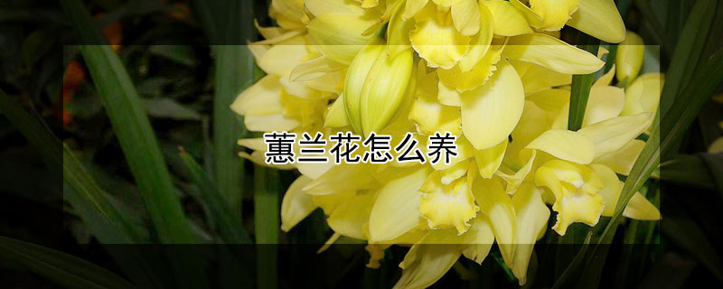 蕙蘭花怎么養(yǎng)