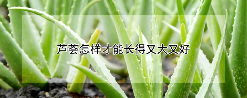 蘆薈怎樣才能長得又大又好