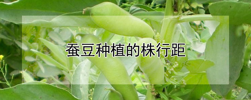 蠶豆種植的株行距