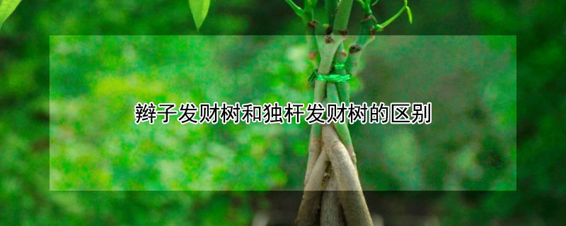 辮子發(fā)財樹和獨桿發(fā)財樹的區(qū)別