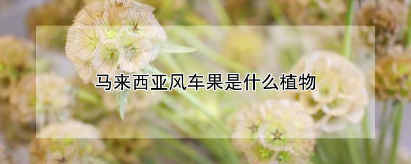 馬來西亞風車果是什么植物