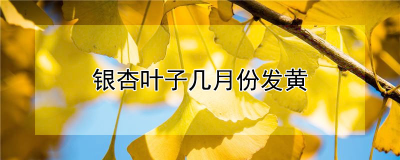 銀杏葉子幾月份發(fā)黃