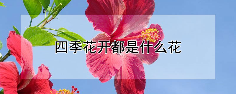 四季花開都是什么花