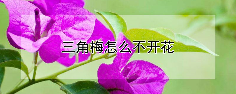 三角梅怎么不開花