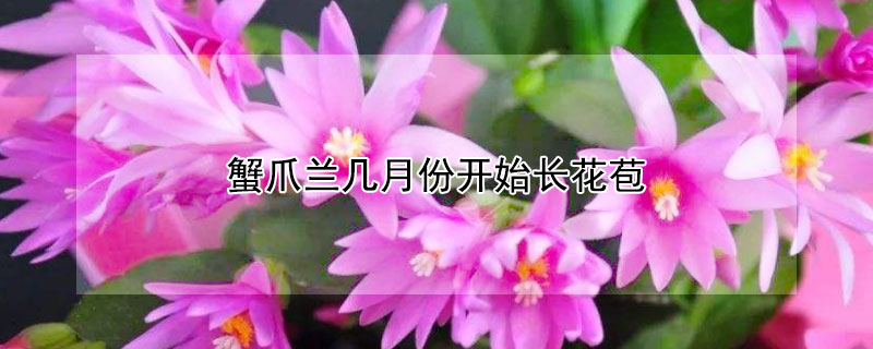 蟹爪蘭幾月份開始長花苞