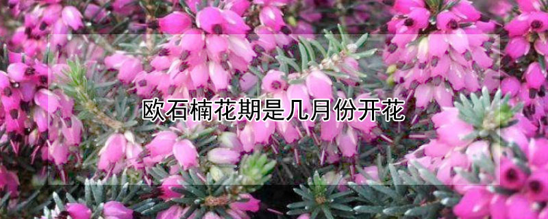 歐石楠花期是幾月份開花