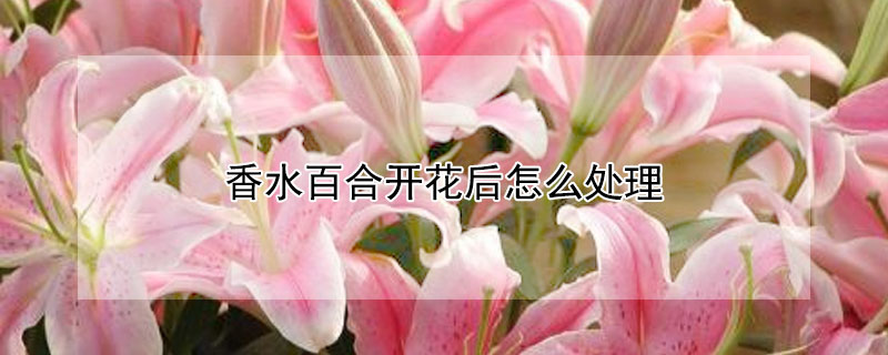 香水百合開花后怎么處理