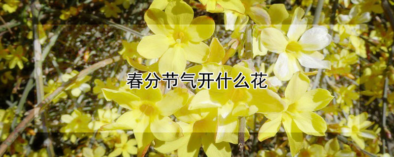 春分節(jié)氣開什么花