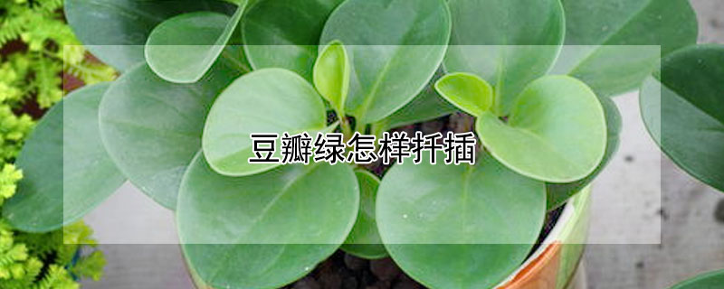 豆瓣綠怎樣扦插