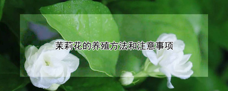 茉莉花的養殖方法和注意事項