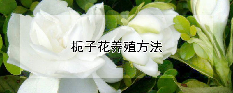 梔子花養(yǎng)殖方法