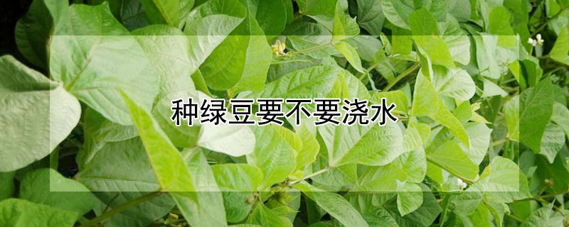 種綠豆要不要澆水