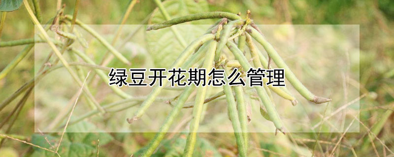 綠豆開花期怎么管理