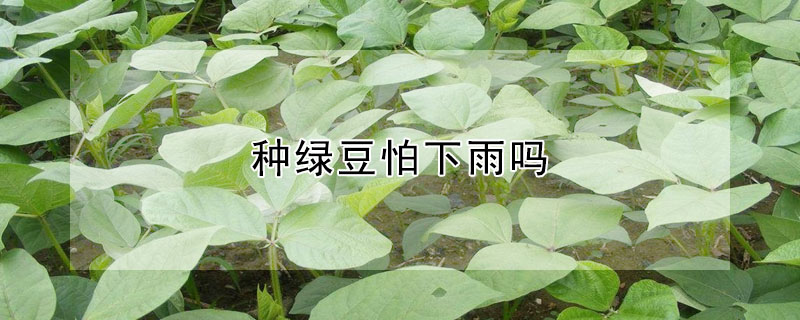 種綠豆怕下雨嗎