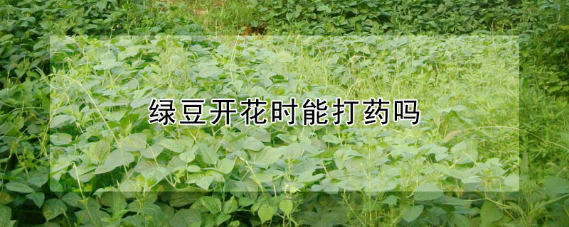 綠豆開花時能打藥嗎