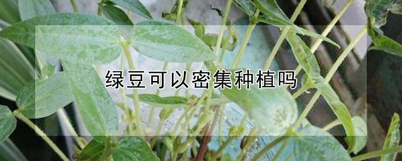 綠豆可以密集種植嗎