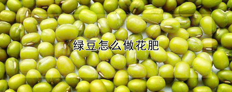 綠豆怎么做花肥