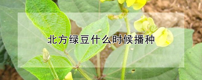 北方綠豆什么時候播種