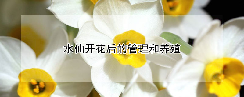 水仙開花后的管理和養殖