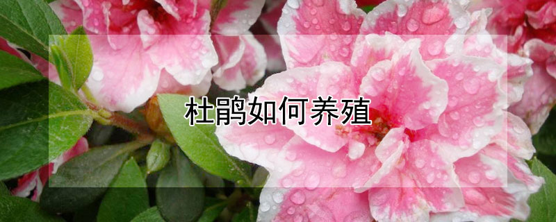 杜鵑如何養(yǎng)殖