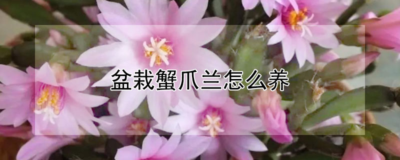 盆栽蟹爪蘭怎么養(yǎng)