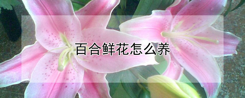 百合鮮花怎么養