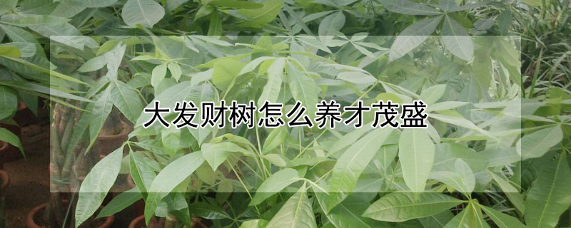 大發(fā)財樹怎么養(yǎng)才茂盛