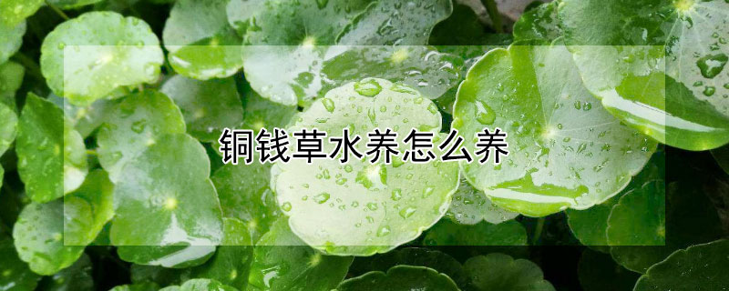 銅錢(qián)草水養(yǎng)怎么養(yǎng)