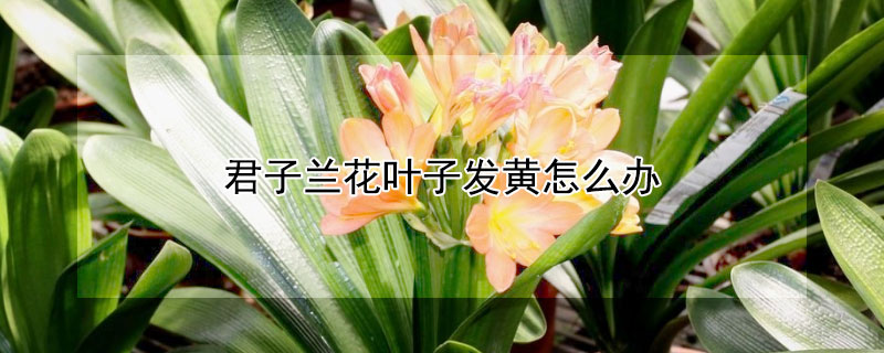 君子蘭花葉子發黃怎么辦