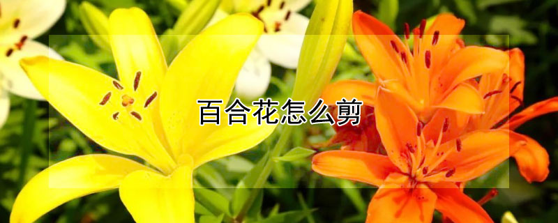 百合花怎么剪