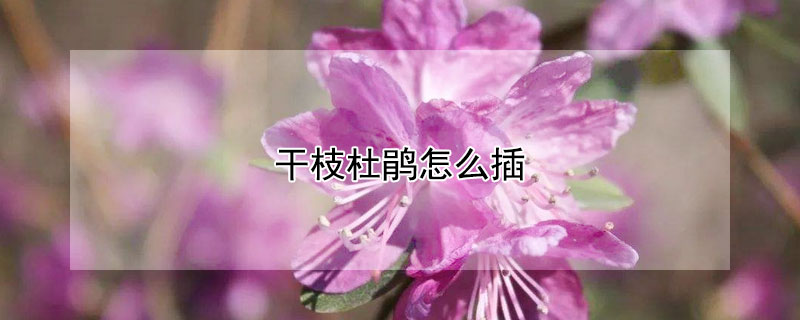 干枝杜鵑怎么插