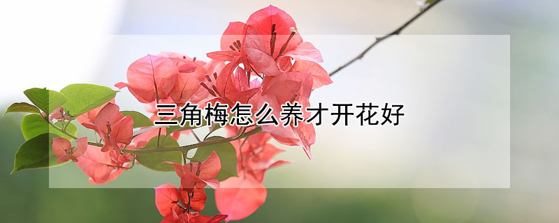 三角梅怎么養才開花好