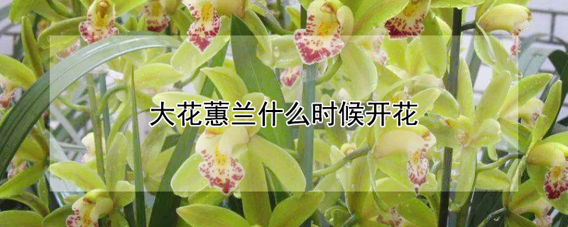 大花蕙蘭什么時候開花