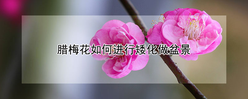 臘梅花如何進(jìn)行矮化做盆景