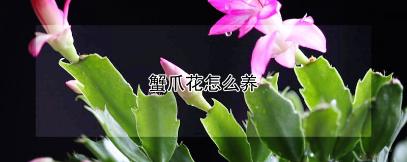 蟹爪花怎么養