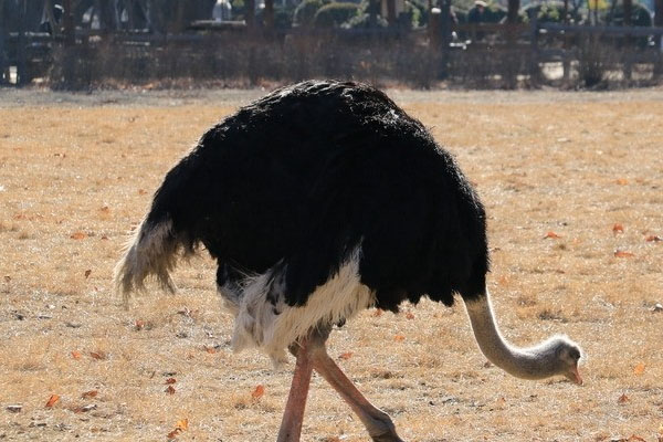 鴕鳥養殖環境要求