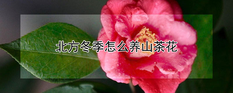 北方冬季怎么養(yǎng)山茶花