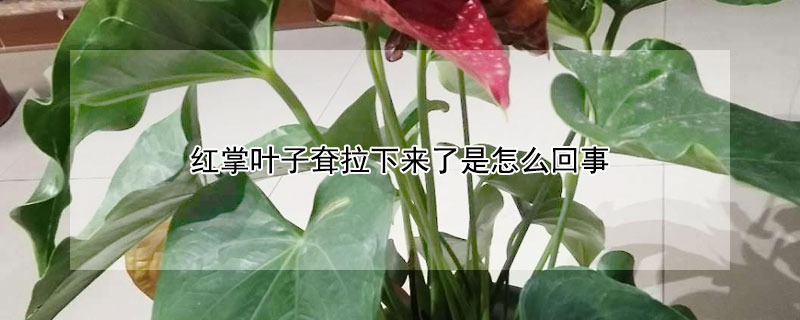 紅掌葉子耷拉下來了是怎么回事