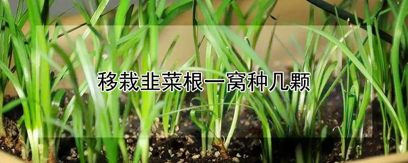 移栽韭菜根一窩種幾顆