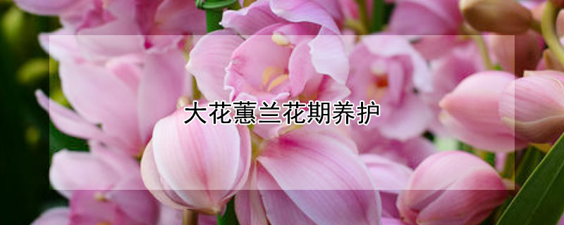 大花蕙蘭花期養(yǎng)護(hù)