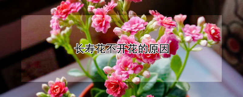 長壽花不開花的原因